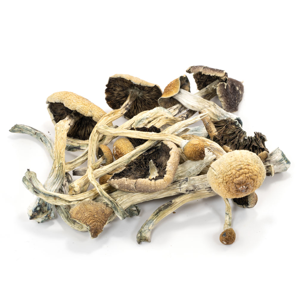 Amazonian Cubensis Mushrooms - Mushroom Genie