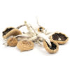arenal valcano mushrooms