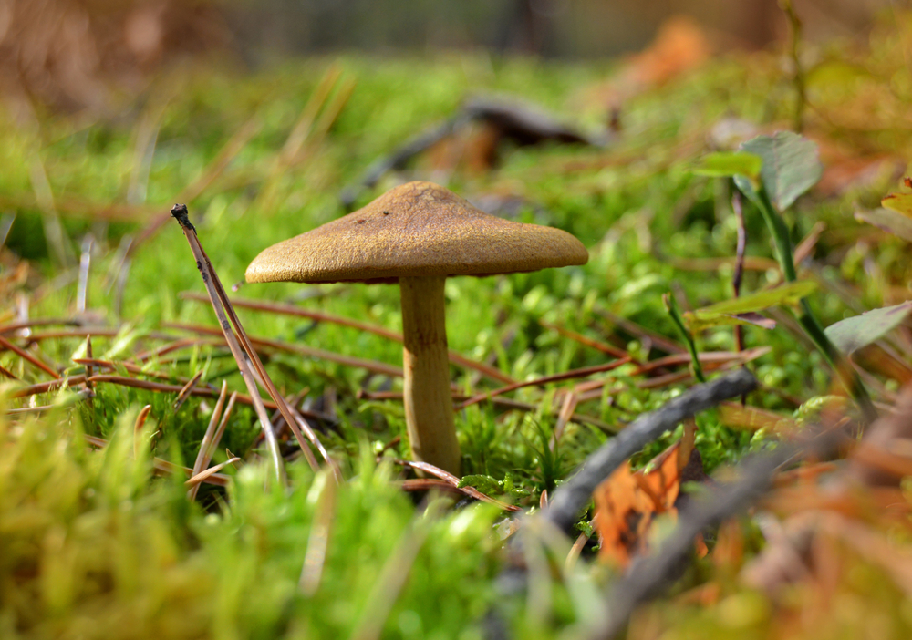 magic mushroom origins