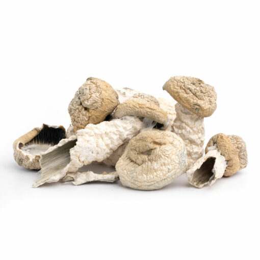 Great White Monster Mushrooms