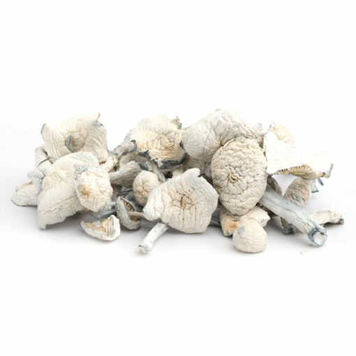 Albino Avery Mushrooms